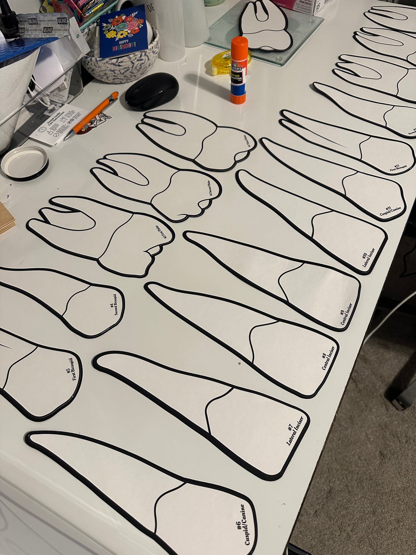 32 Teeth- Classroom or OP Display (DIGITAL DOWNLOAD)