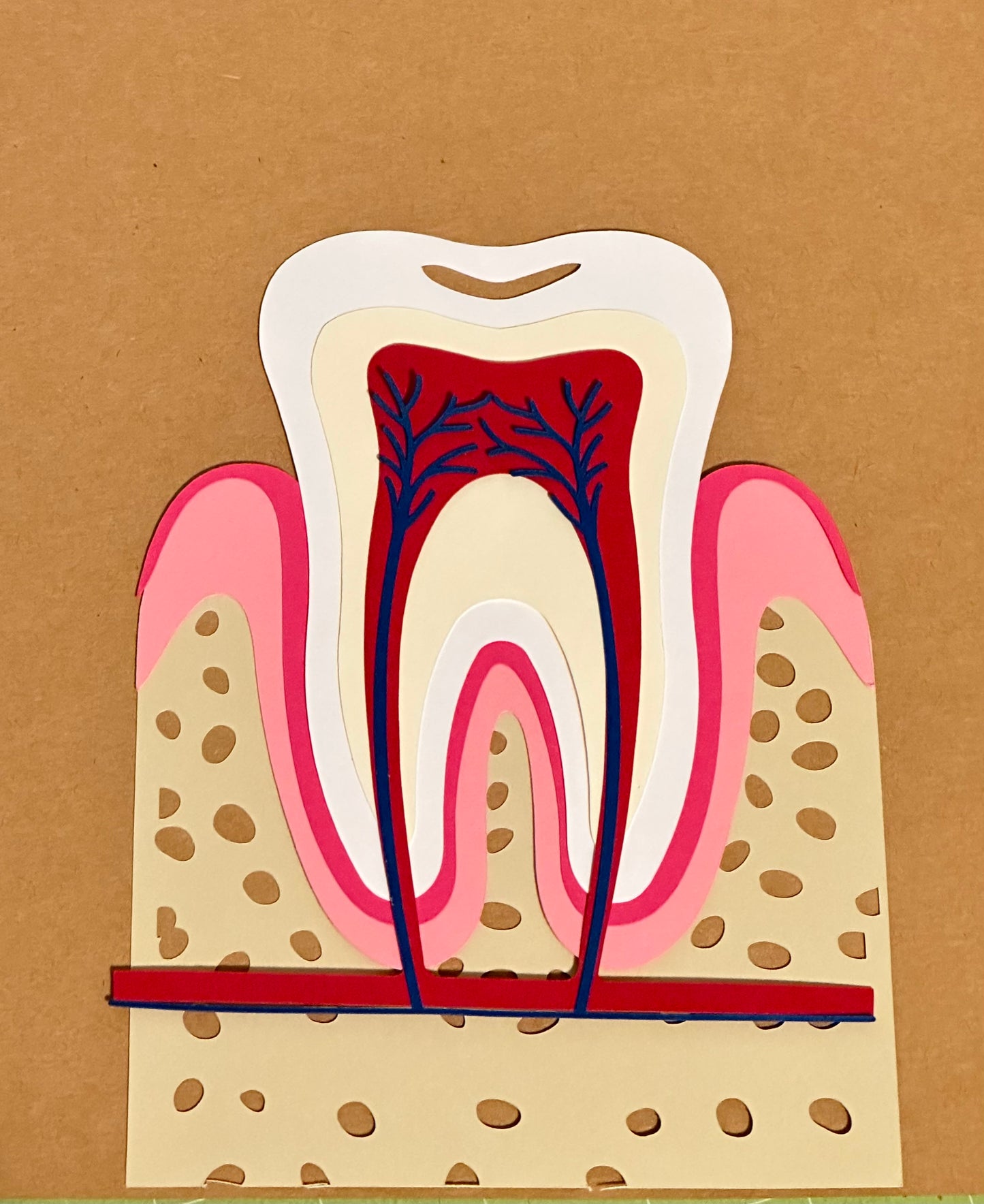 Parts of Tooth Digital SVG