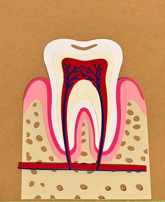 Parts of Tooth Digital SVG